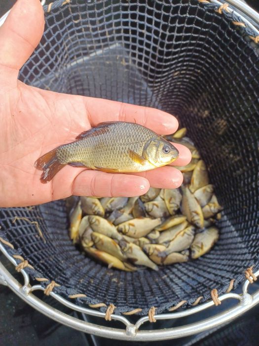 Karp narybek  / kroczek . Amur ,Tołpyga , Lin .
