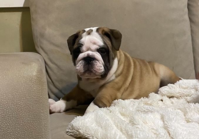 Bulldog Inglês c/ LOP e Afixo