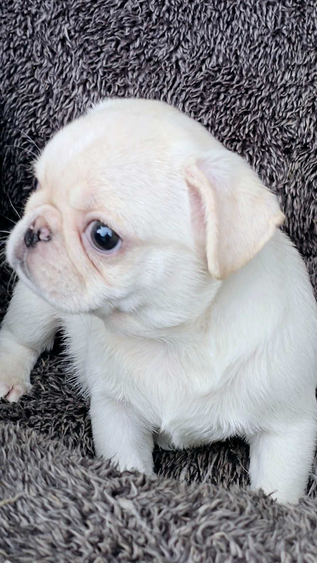 Pug Carlin Fêmea