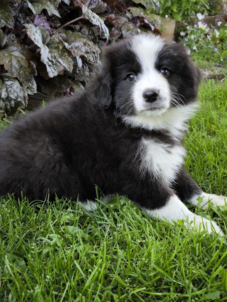 Border collie ZKWP FCI suczka