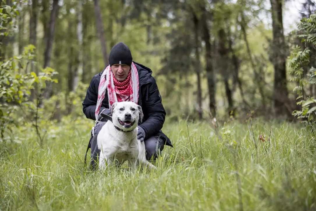 Do adopcji piękna Baffi