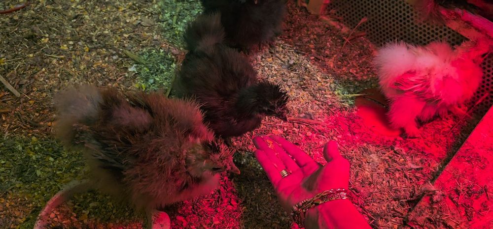 Silkie Jedwabiste USA