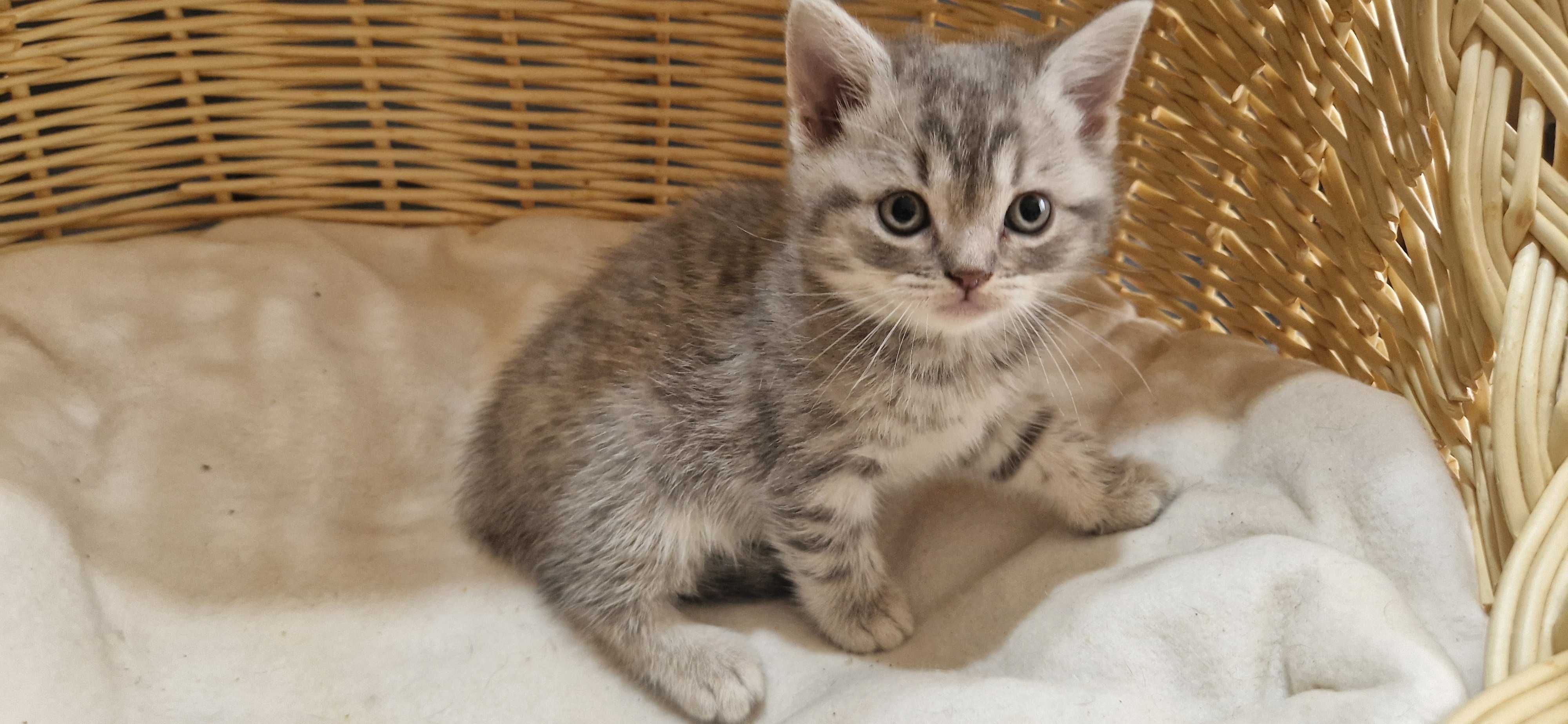 Kotka Szkocka zwisłoucha Silver Tabby