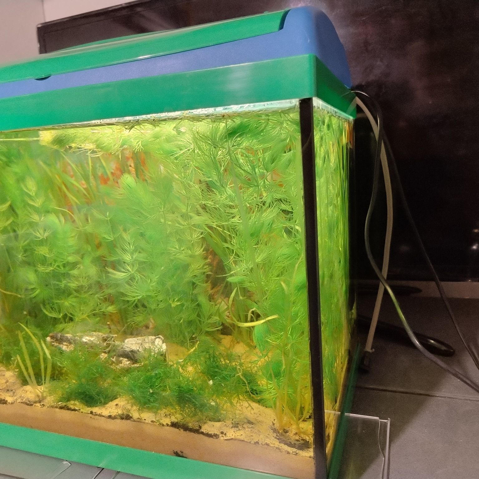 Akwarium 30l  komplet z życiem