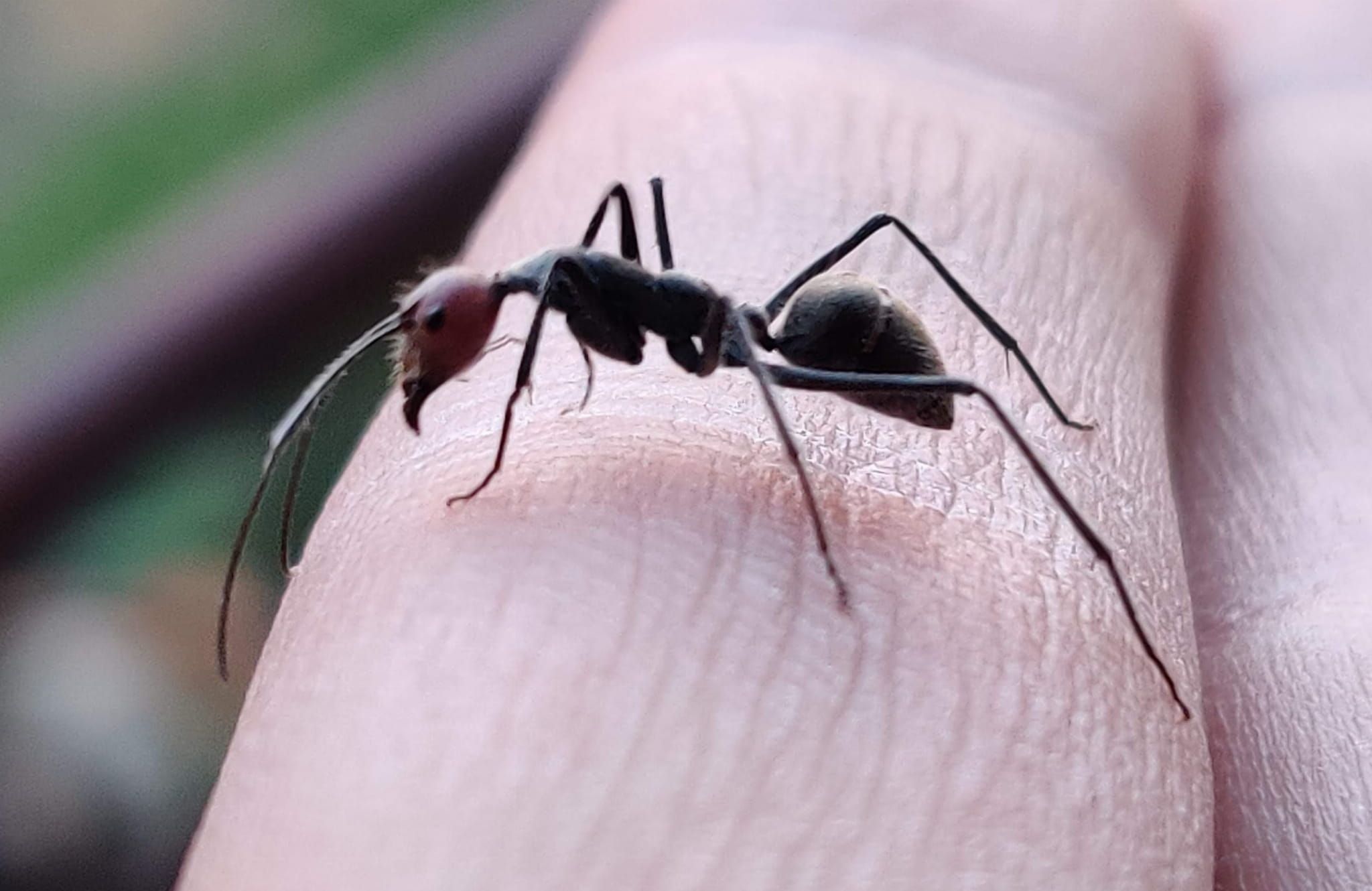 Camponotus singularis - Królowa