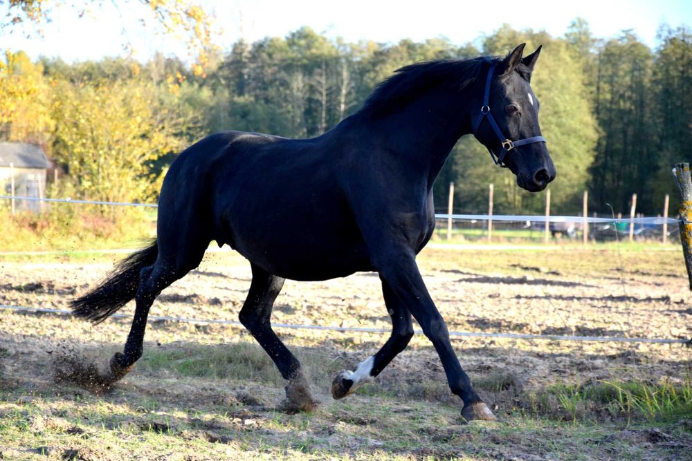 Klacz rasy  Oldenburger Hannoveraner Hanower Oldenburg Kara