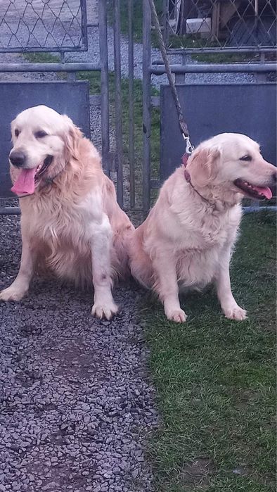 Золотистий Ритривер, Голден-Ретривер, Вʼязка