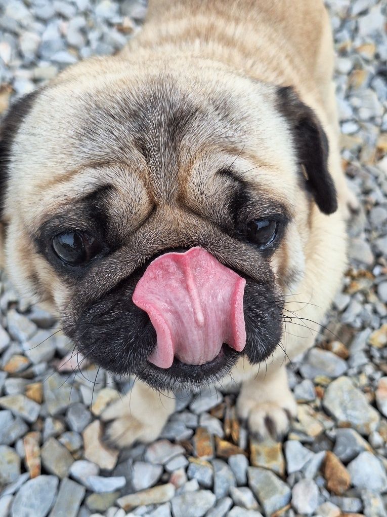 Mops 5 letni FCI szuka domu
