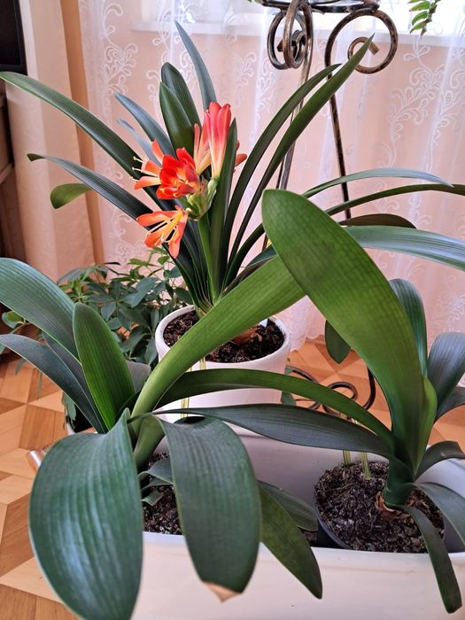 Kwiat kliwia sprzedam