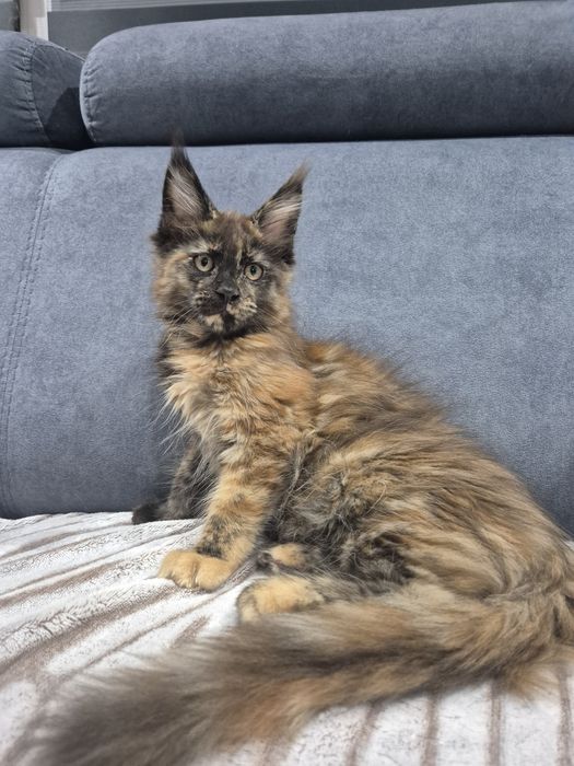 Lolita Cudna kotka Maine Coon
