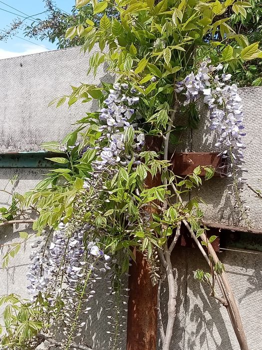 Глициния Блю-сапфир