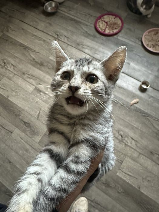 Кошенята , котики