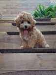 Maltipoo śliczny piesek