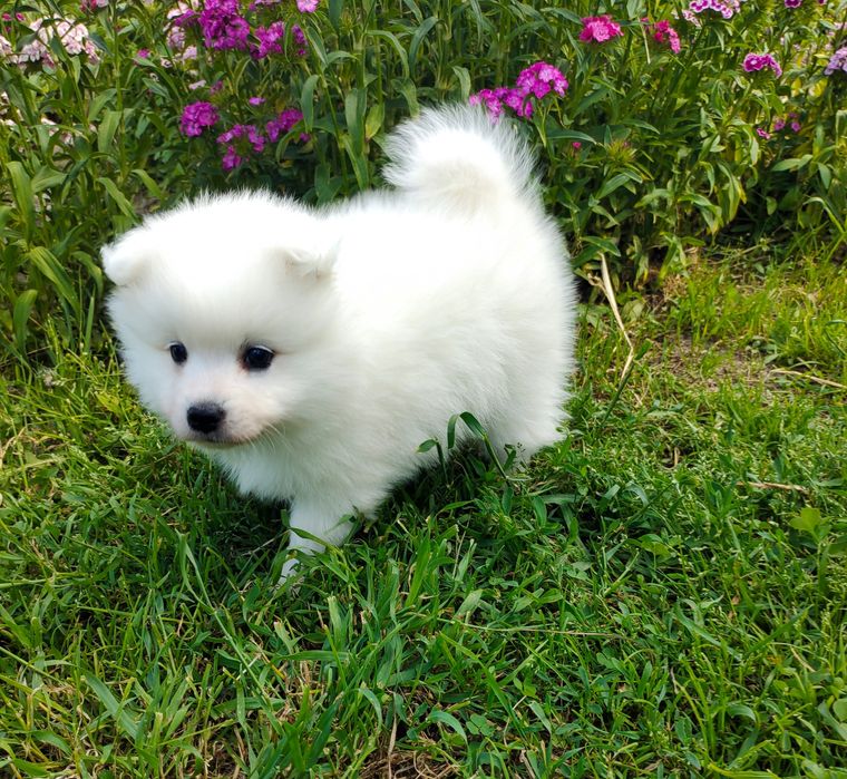 Мальчики Японского шпица