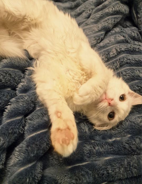 Котята 4 місяці, біленькі