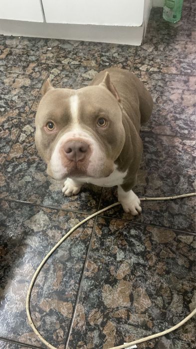 American bully pocket para cruzamento