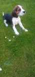Szczeniak Beagle Tricolor