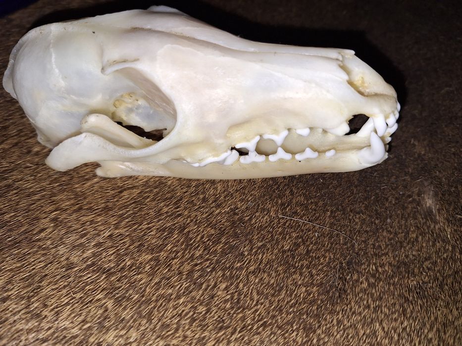 Czaszka lisa (naturalna(