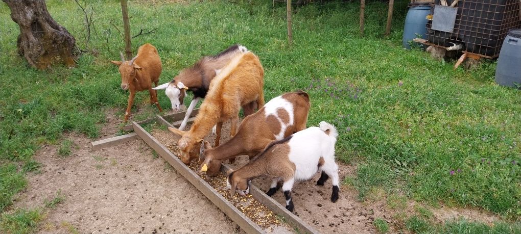 Vendo 3 cabras um bode e um cabrito