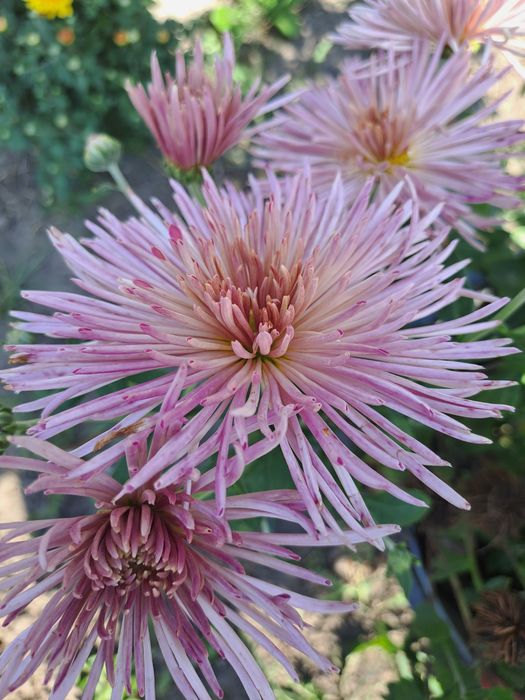 Chryzantemy zimujące, ogrodowe ,wieloletnie.