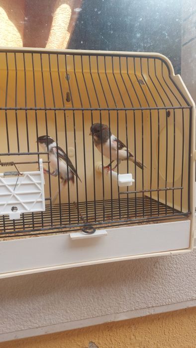 Vendo Arlequim português