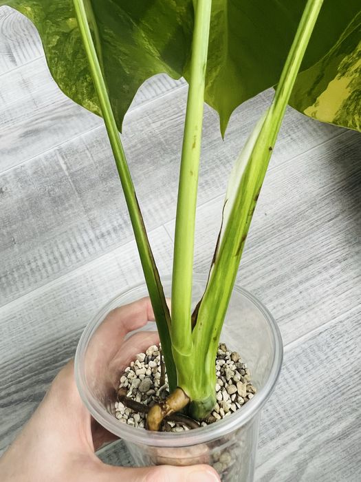 Монстера Yellow варієгатна жовта