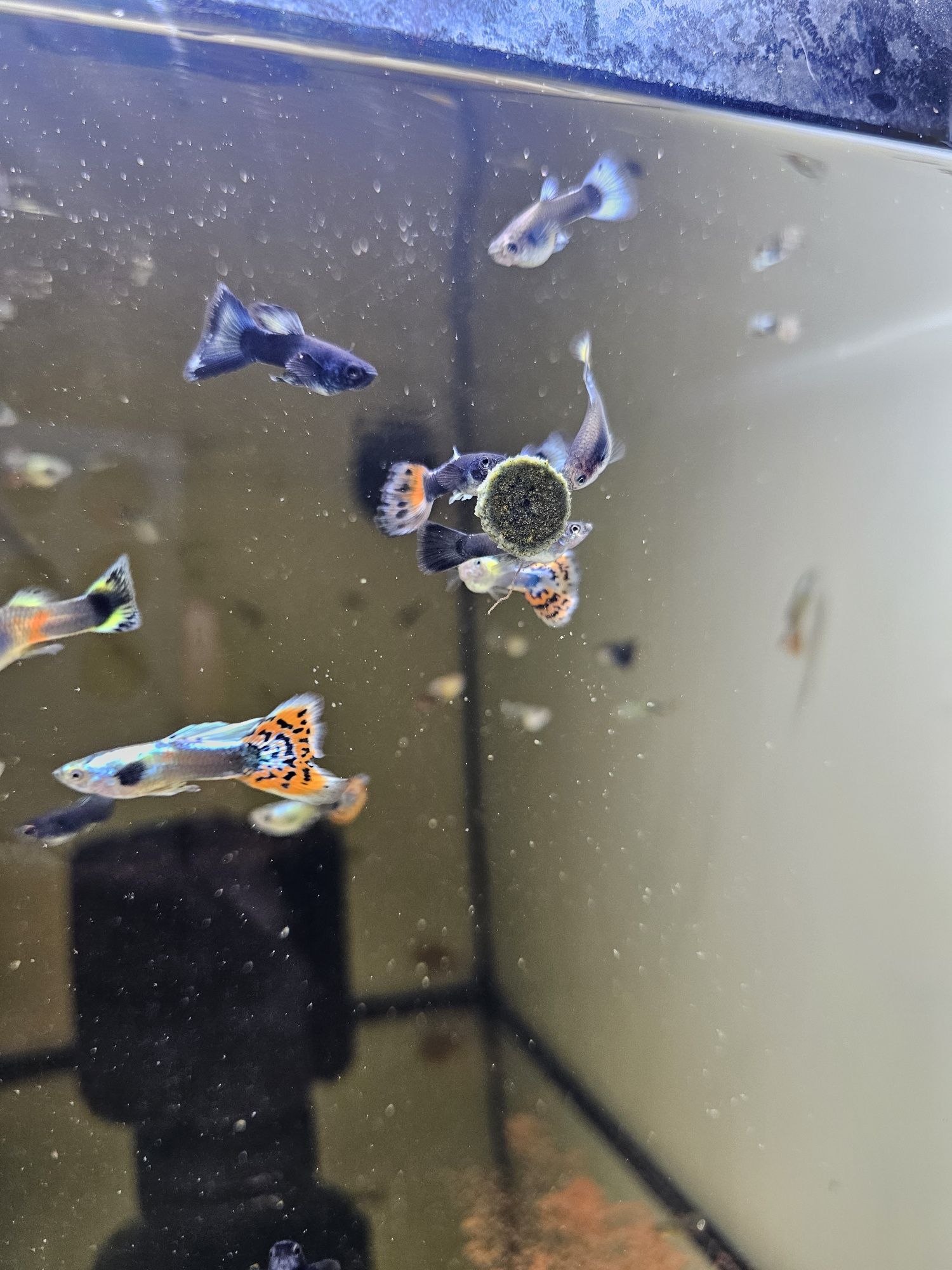 Guppys mosaico e blue