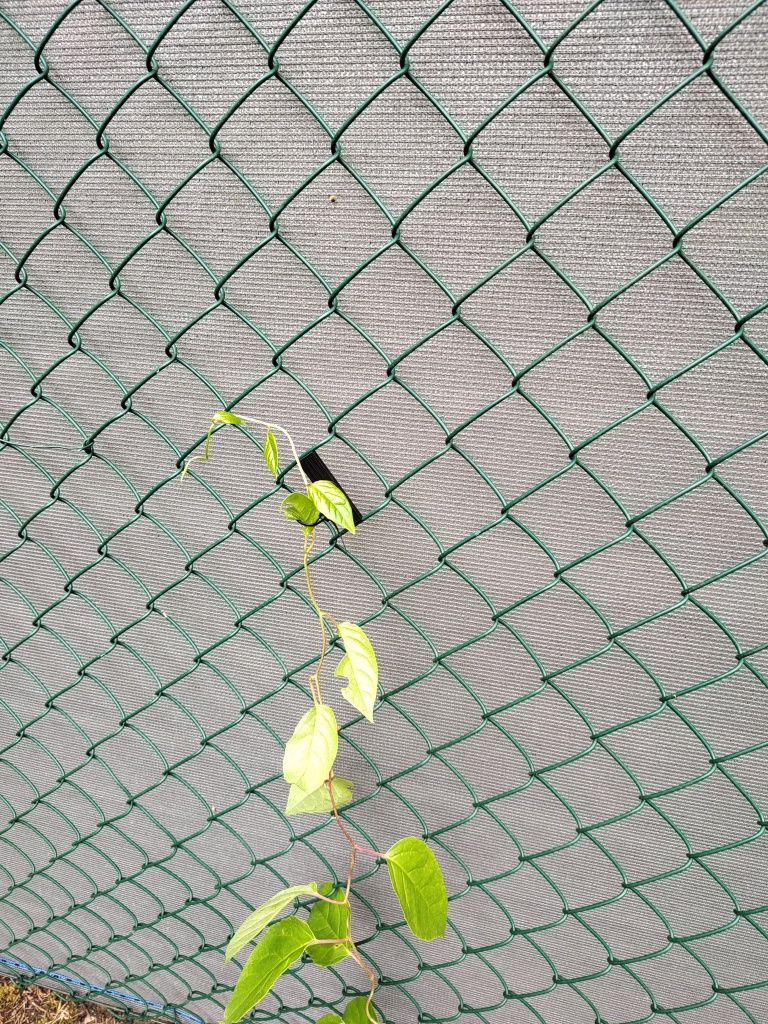 Siatka ogrodzeniowa 6x6cm podpora do roślin uchyt pergola do winorosli