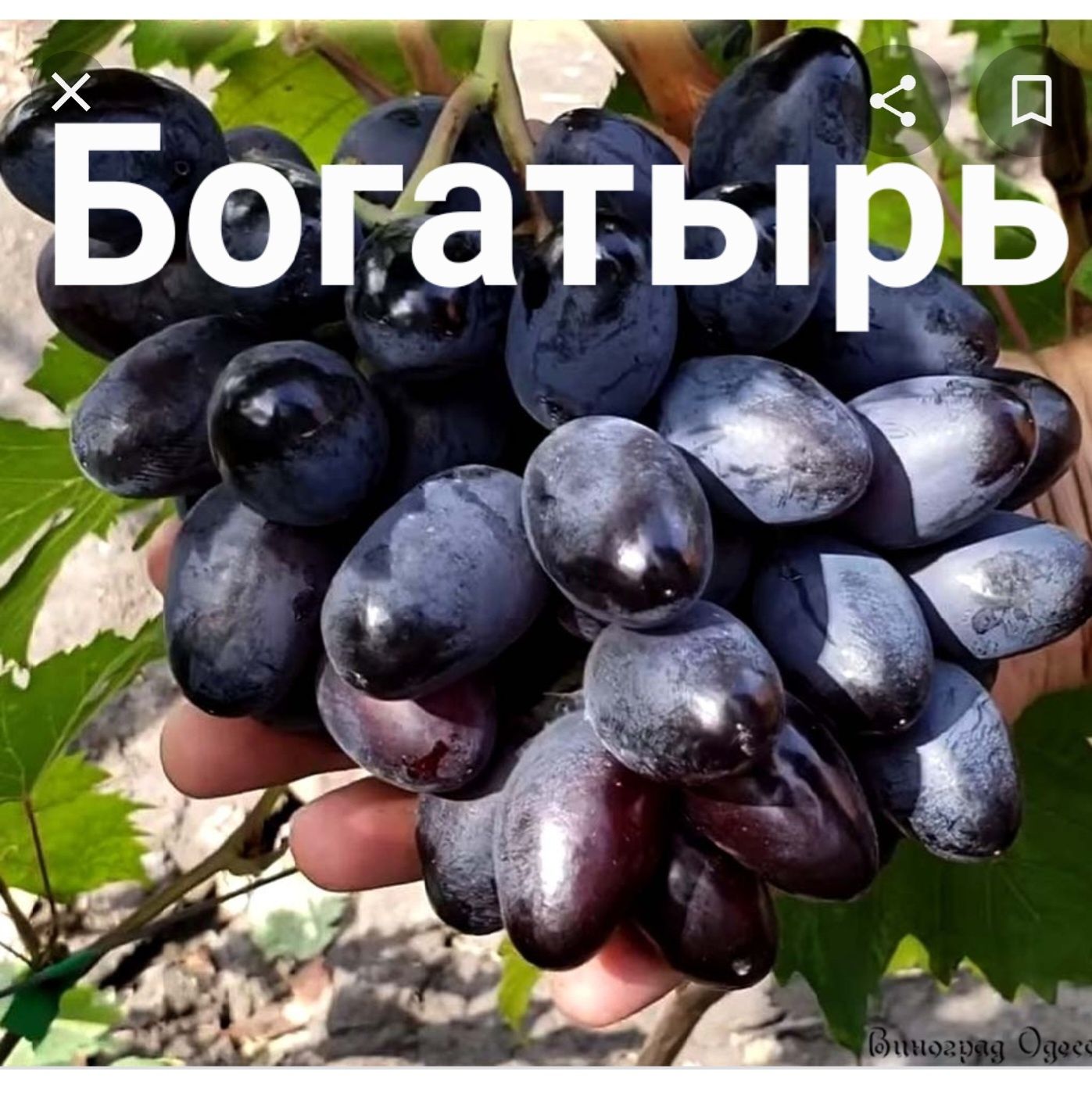 Продам виноград різні сорти