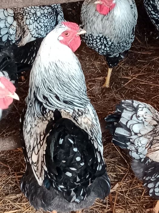 Sprzedam młode koguty wyandotte