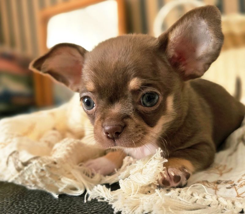 Chihuahua suczka choco tricolor *** Mocha***