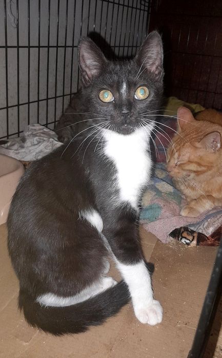 Отдам котёнка-девочку