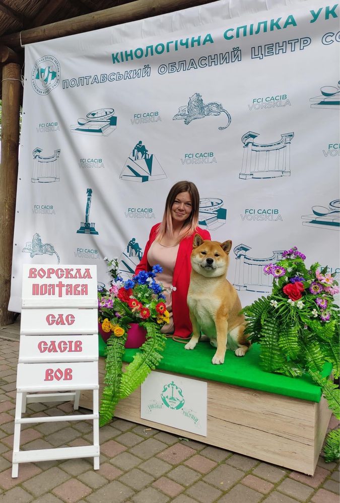 Вʼязка Шиба-Іну Супер Гранд Чемпіон