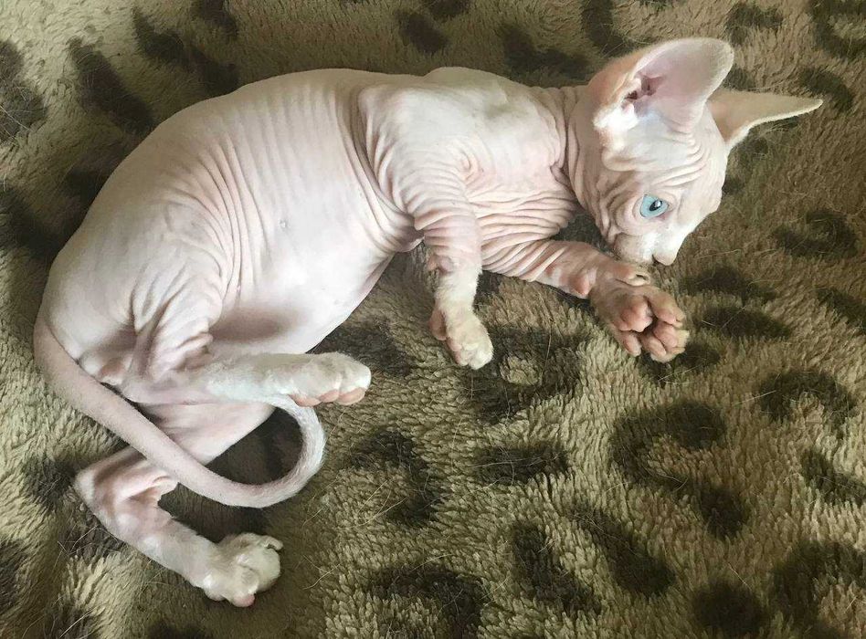 Котик канадский сфинкс