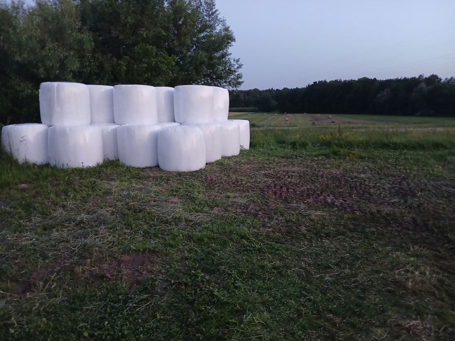 Lucerna baloty kiszonka sianokiszonka siano koniczyna