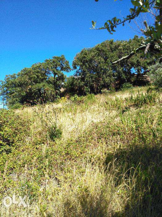 Terreno Rustico em Torres Novas