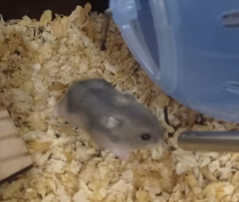 Джунгарики. Хомячки