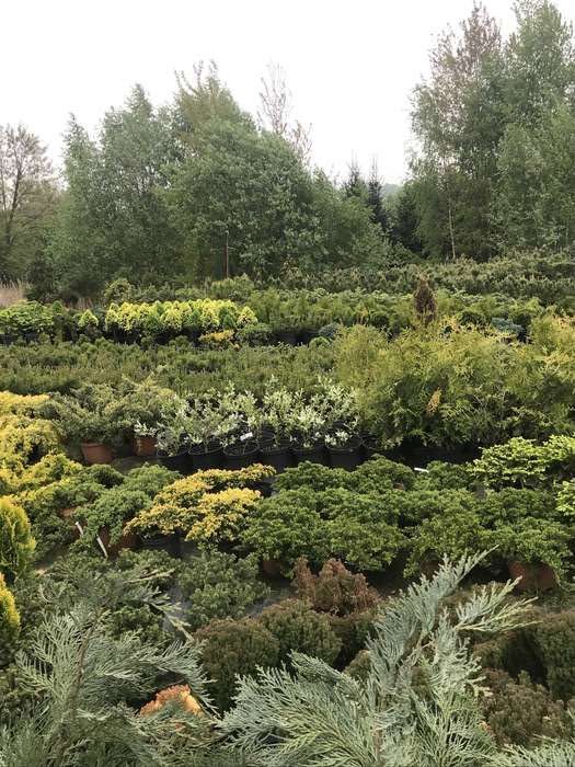 Jodła koreańska ,Jodła kalifornijska jednobarwna .Piękne duże sadzonki