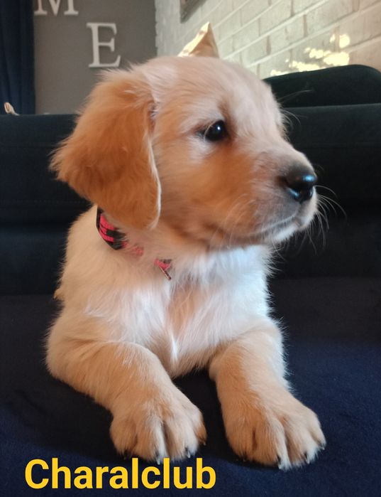 Golden Retriever po Championach