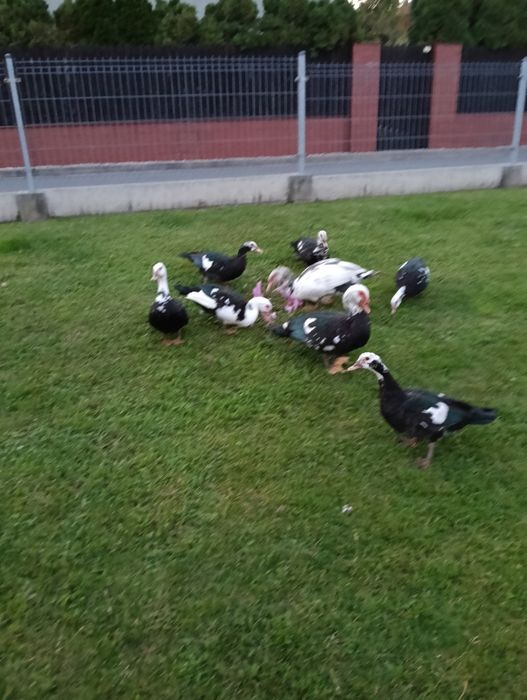 Sprzedam kaczki francuskie