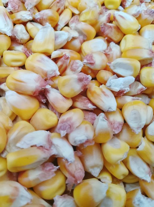 Кукурудза, тенгериця