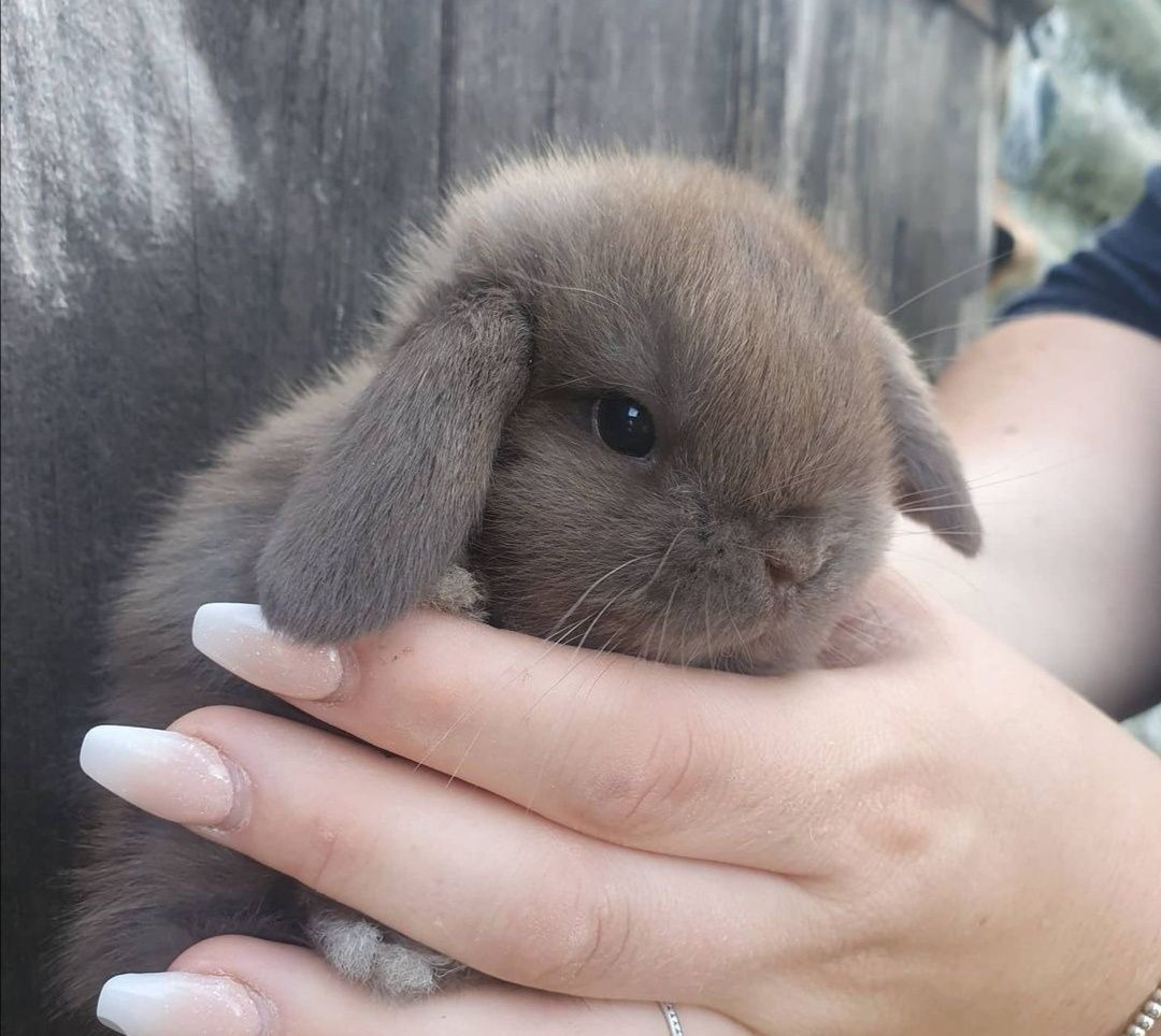 KIT Coelhos anões orelhudos, mini lop super inteligentes e dóceis