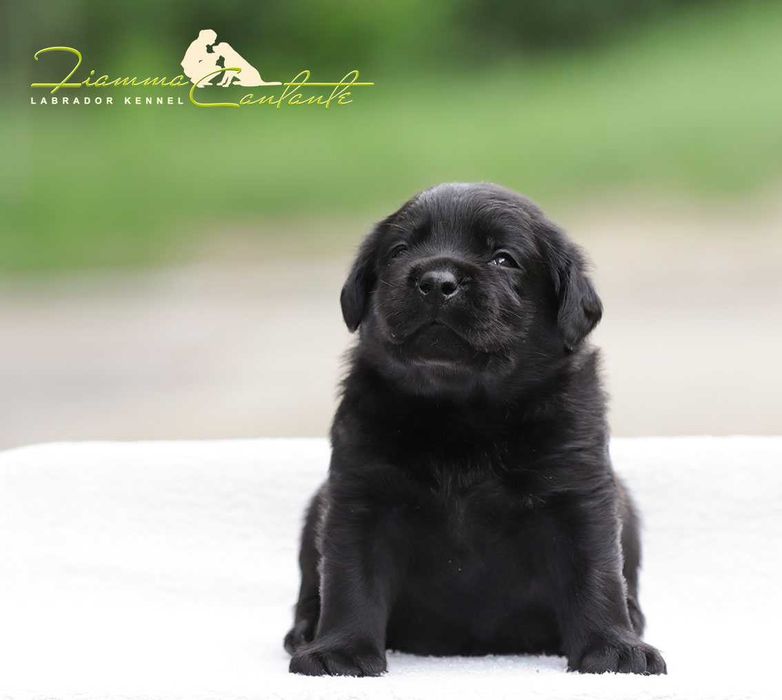 Щенки породы лабрадор!