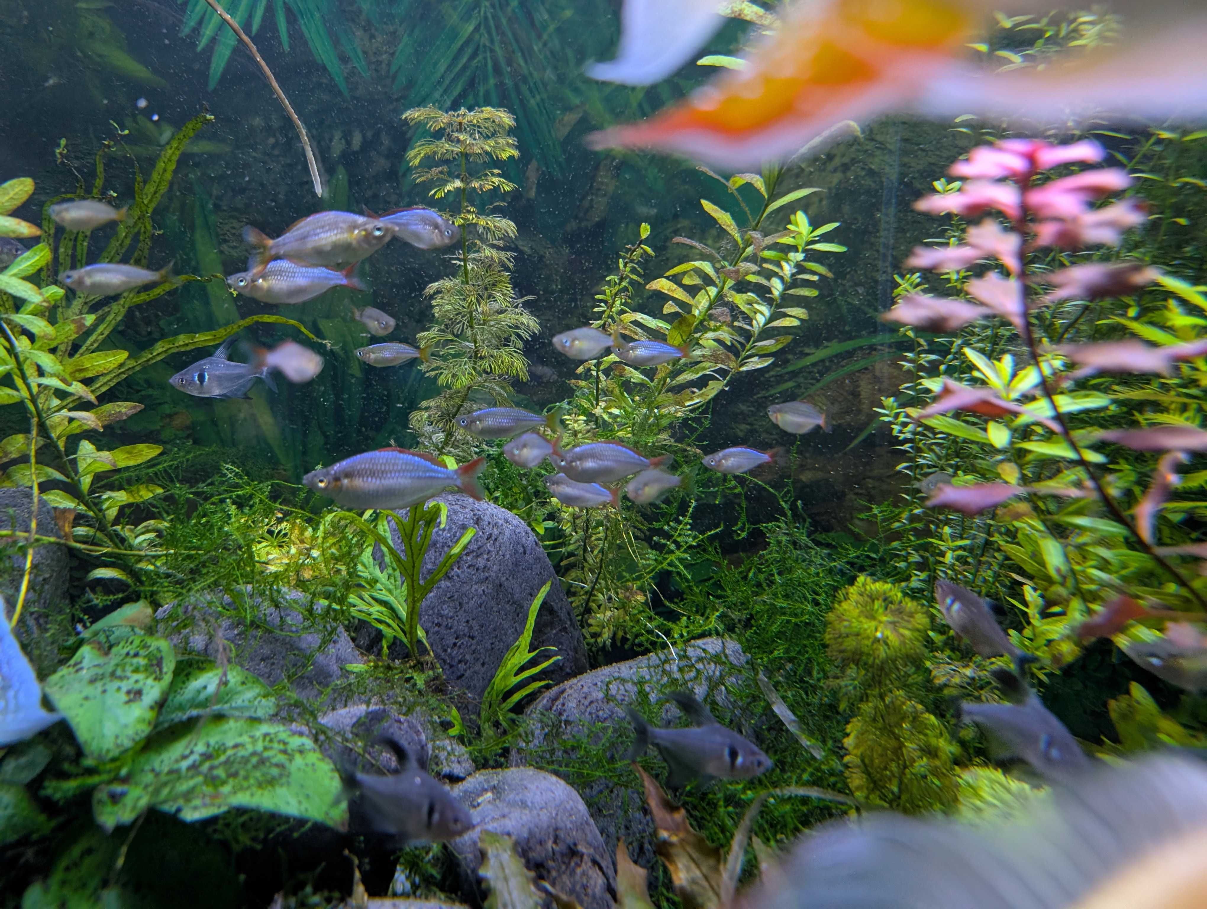 PEIXE ARCO-ÍRIS Néon > 2.5 cm