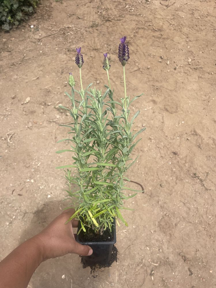 Lavandulas stoechas