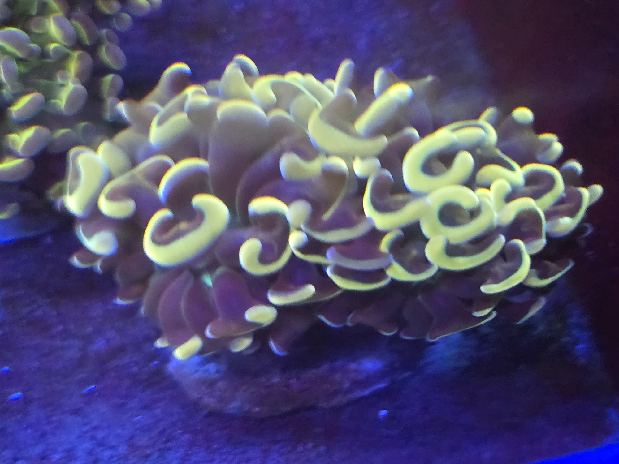 4 Euphylia Ancora