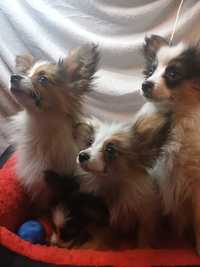 Papillon spaniel kontynentalny