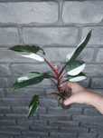 Philodendron Red Anderson #2
