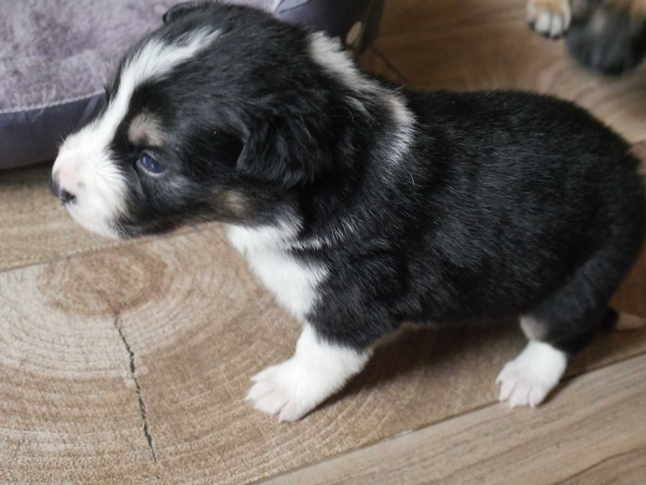 Border collie -TRi COLOR Piesek