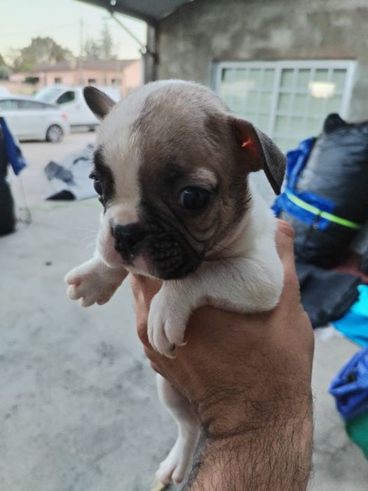 Lindo macho buldogue francês